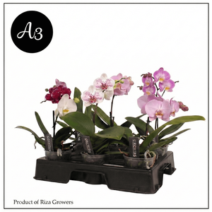 Phal. A2 Spirit Mix - 1 spike 12cm