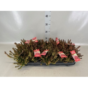 Erica carnea 'Winter Ladies Sarah'