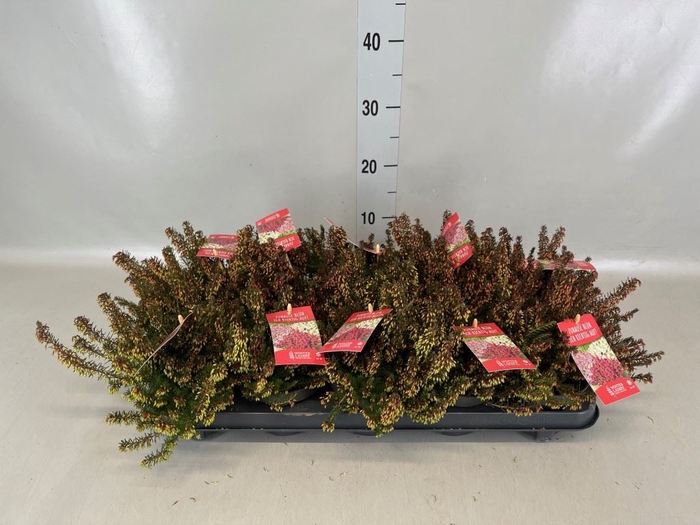 <h4>Erica carnea 'Winter Ladies Sarah'</h4>