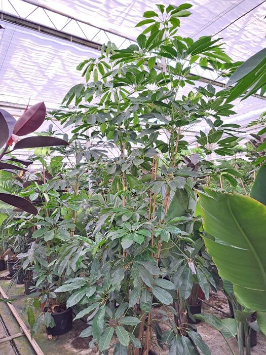 <h4>Schefflera Amate</h4>