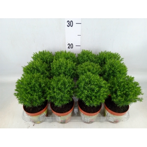 Thuja occid. 'Teddy'