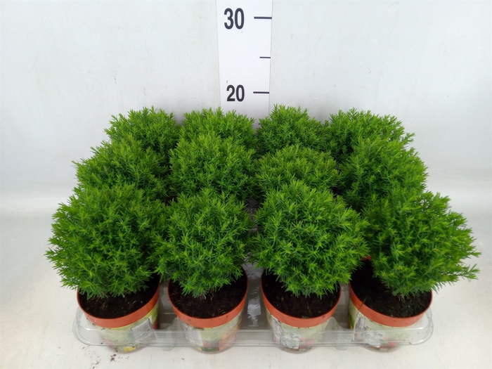 <h4>Thuja occid. 'Teddy'</h4>