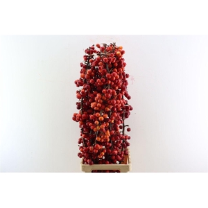 Malusappel Red Sentinel