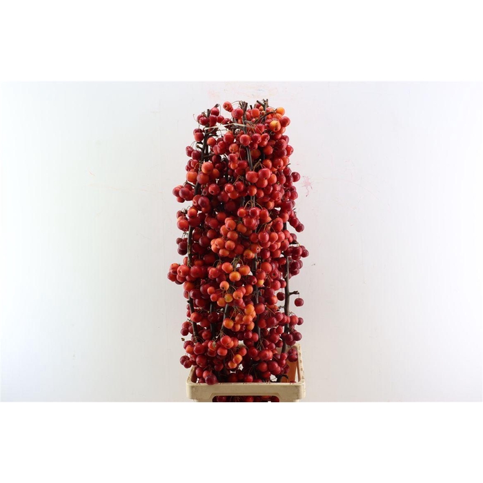 <h4>Malusappel Red Sentinel</h4>