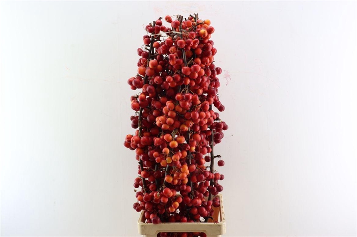 Malusappel Red Sentinel