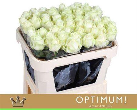 <h4>R Gr Avalanche+</h4>