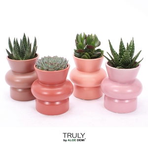 TRULY Succulent, Wombat