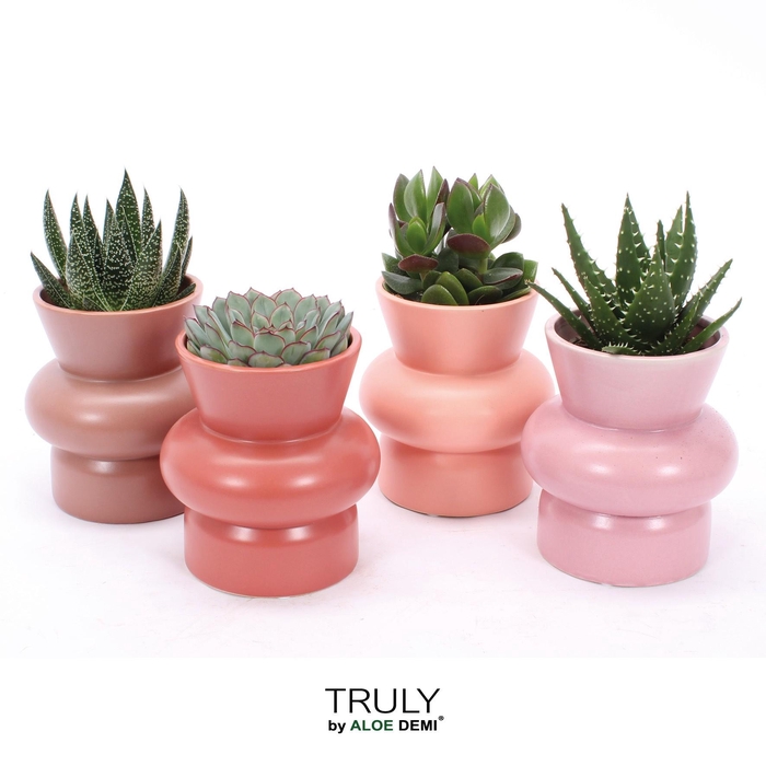 <h4>TRULY Succulent, Wombat</h4>