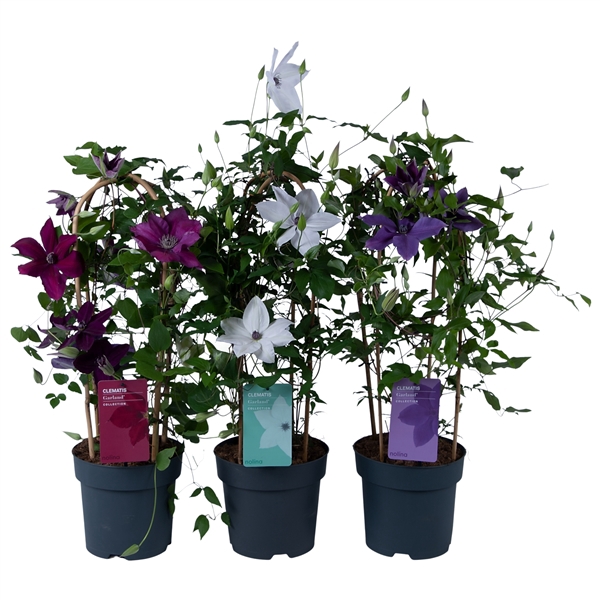 <h4>Nolina Clematis | Garland® Mix</h4>