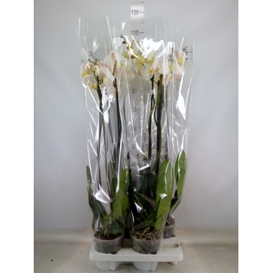 Phalaenopsis   ...white