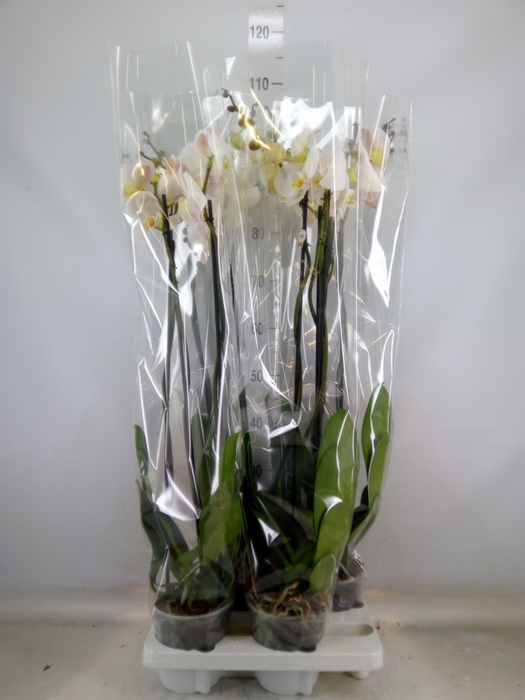 <h4>Phalaenopsis   ...white</h4>