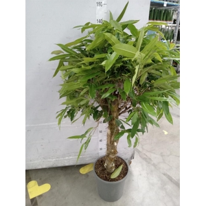 Ficus binn. 'Amstel King'