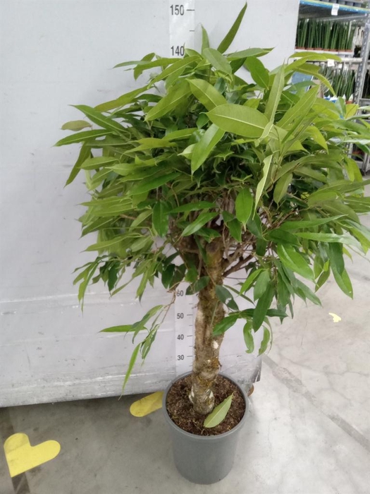 <h4>Ficus binn. 'Amstel King'</h4>
