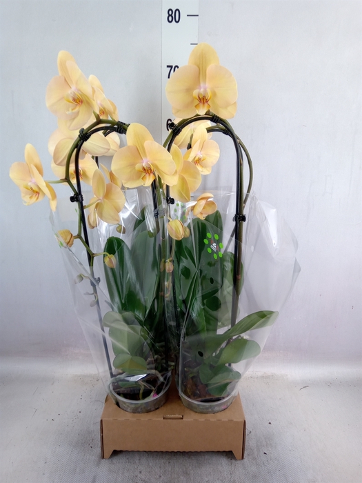 <h4>Phalaenopsis  'Elegant Cascade'</h4>