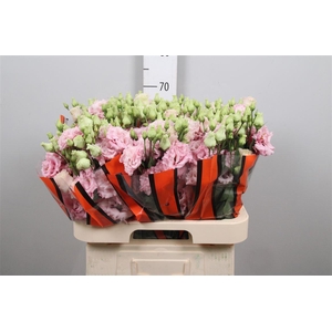 Eus G Celebrich Queen