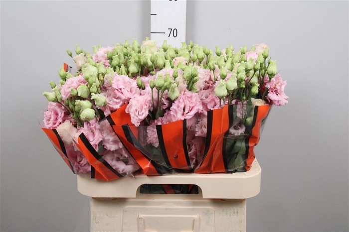 <h4>Eus G Celebrich Queen</h4>