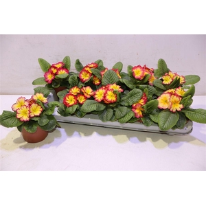 arr8 Prim Ov Yellow Red