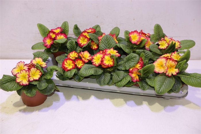 <h4>arr8 Prim Ov Yellow Red</h4>