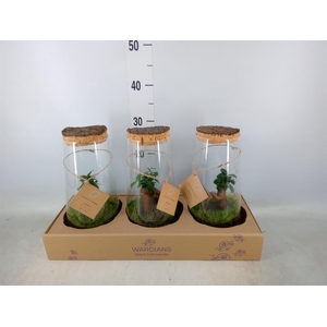 Arr.   Kamerplant Groen H%