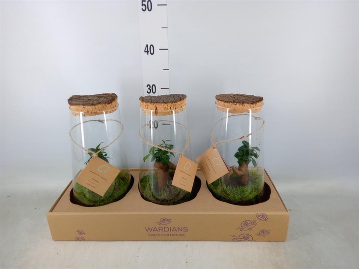 <h4>Arr. Kamerplant Groen H%</h4>