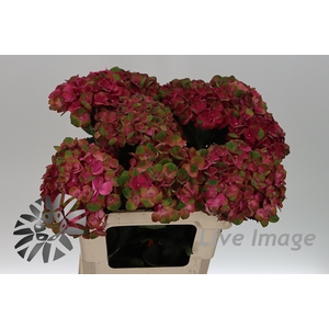 Hydrangea mag charlotte