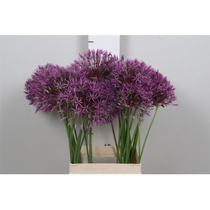 Allium Purple Rain
