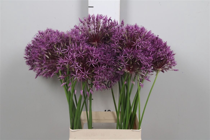 <h4>Allium Purple Rain</h4>