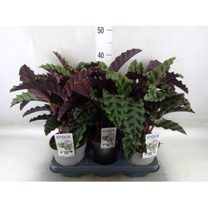 Calathea   ...