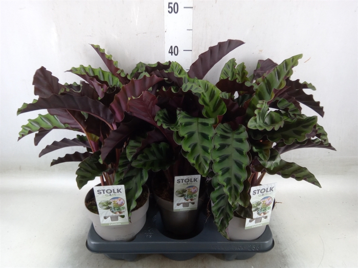 <h4>Calathea   ...</h4>