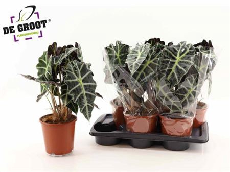 <h4>Aloc Polly 2 Stekken</h4>