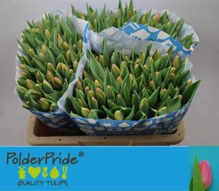 <h4>Tu En Sissi</h4>