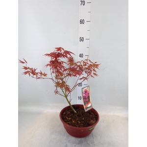 Acer palmatum 'Atropurpureum'