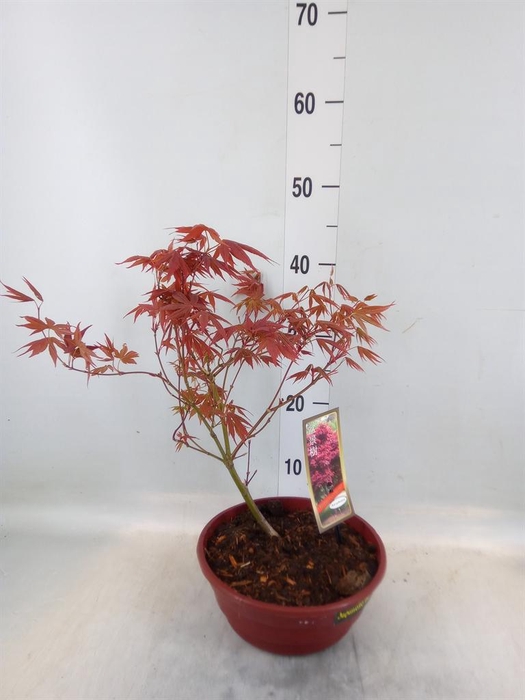 <h4>Acer palmatum 'Atropurpureum'</h4>