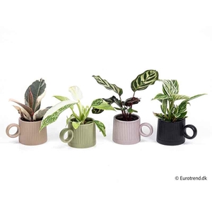 CALATHEA/PHILOD MIX P6 E 4294