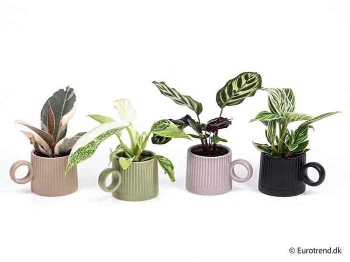 <h4>CALATHEA/PHILOD MIX P6 E 4294</h4>