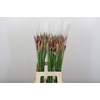 Nerine Mister Nick