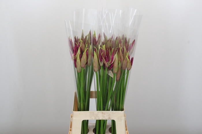Nerine Mister Nick