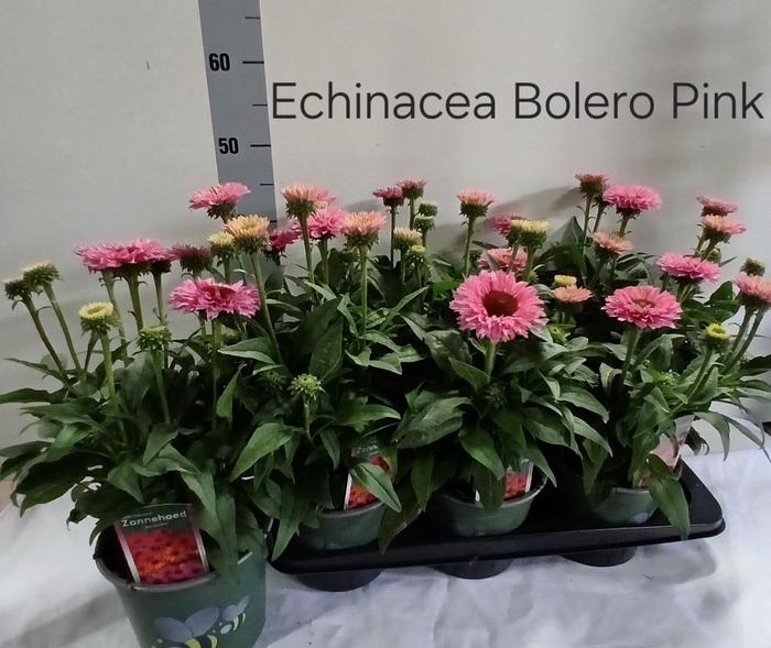 Echina Som Baja Burg