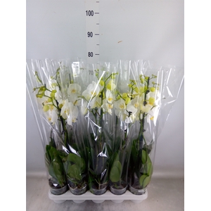 Phalaenopsis   ...white
