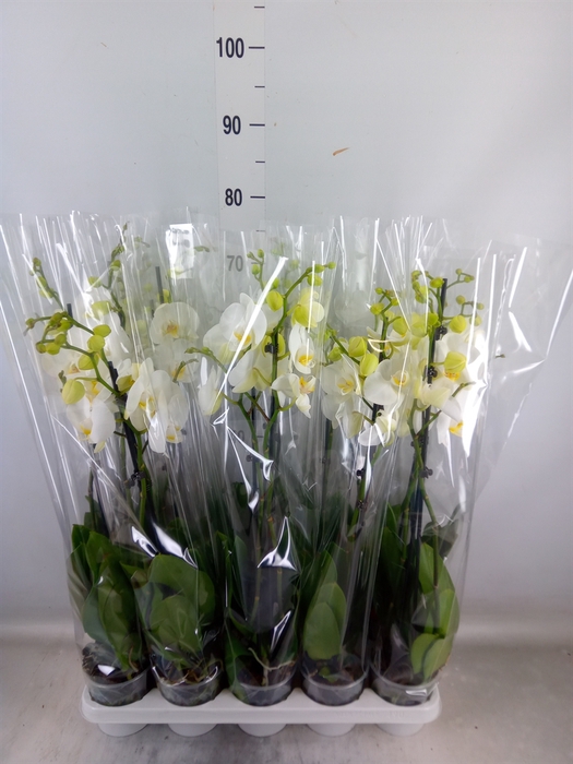 <h4>Phalaenopsis   ...white</h4>