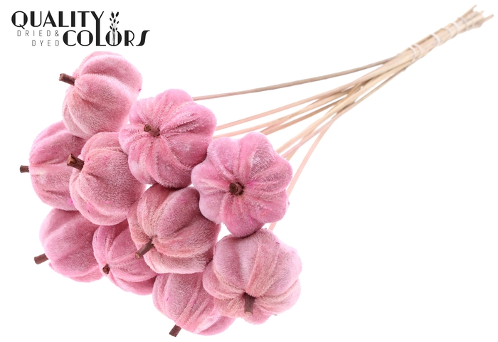 Velvet Pumpkin Ø6cm on stem Light Pink
