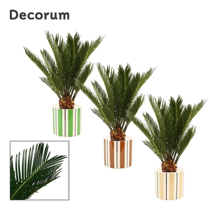 Cycas revoluta 12 cm, 6+ veren in Beau (Natural bubble-collectio