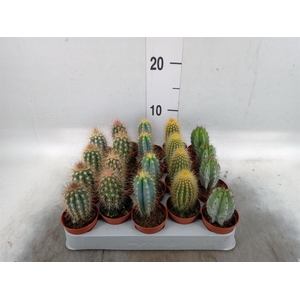 Cereus   ...