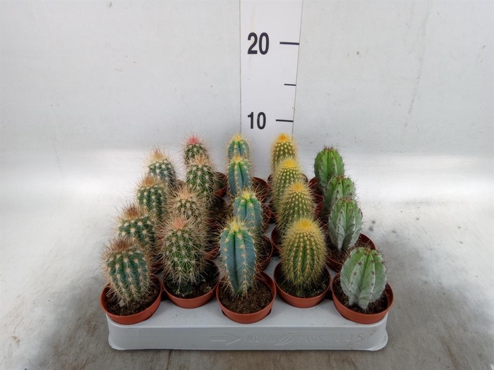 <h4>Cereus ...</h4>