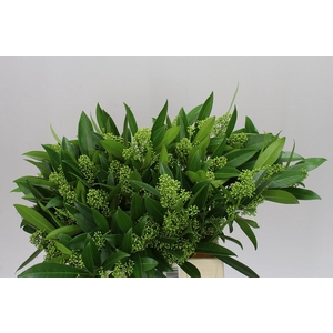 Skimmia C Kew Green Ex