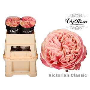 R GR VICTOR CLASSIC@ x 20