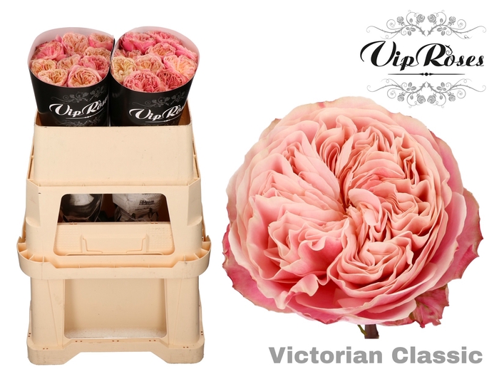 R GR VICTOR CLASSIC@ x 20
