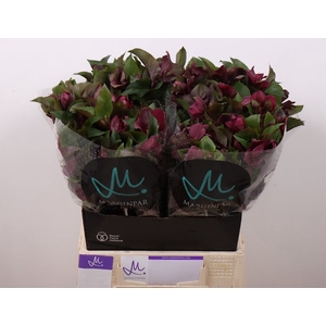 Helleborus Mammoth Red Marginpar