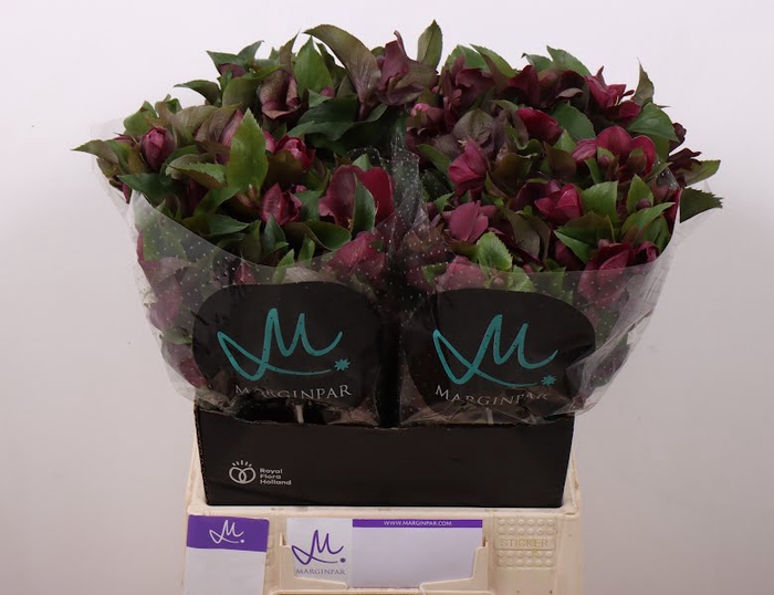 <h4>Helleborus Mammoth Red Marginpar</h4>