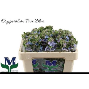 Oxy Co Tan Pure Blu